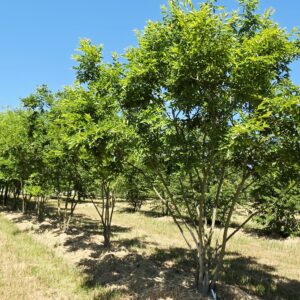 CELTIS sinensis