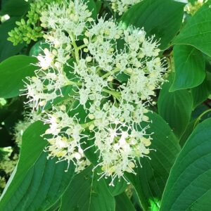 CORNUS controversa 'Pagode'