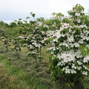 CORNUS florida