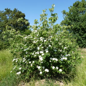 CORNUS kousa