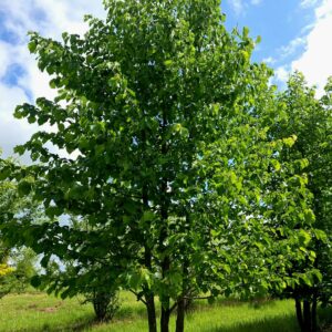 CORYLUS colurna