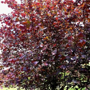 CORYLUS maxima 'Purpurea'