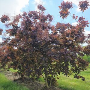 COTINUS coggygria 'Royal Purple'