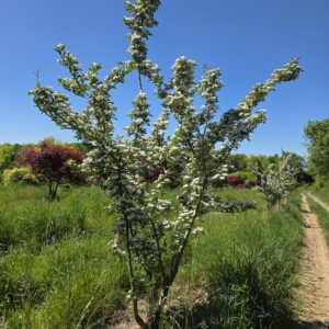 CRATAEGUS grignonensis