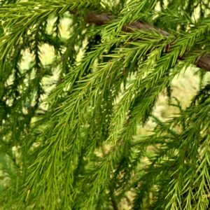CRYPTOMERIA japonica