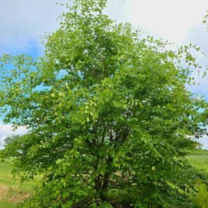 FAGUS sylvatica