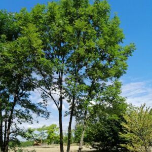FRAXINUS excelsior