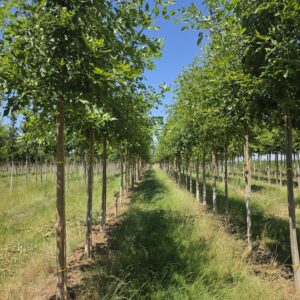 FRAXINUS americana