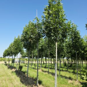 FRAXINUS excelsior 'Altena'