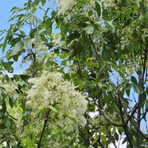 FRAXINUS ornus