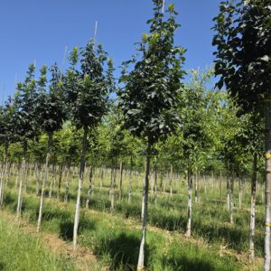 FRAXINUS ornus 'Louisa Lady'