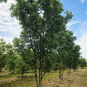 FRAXINUS pennsylvanica