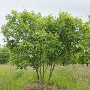 FRAXINUS sieboldiana