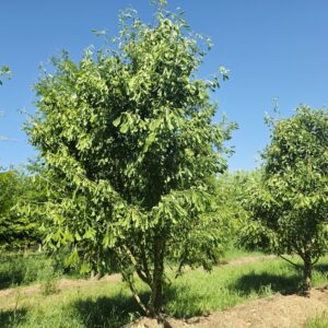 GINKGO biloba 'Saratoga'