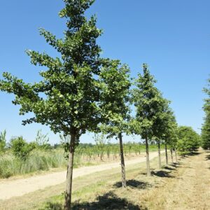 GINKGO biloba