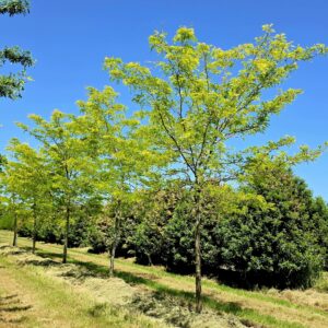 GLEDITSIA triacanthos 'Sunburst'