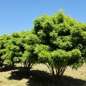 GLEDITSIA triacanthos 'Elegantissima'