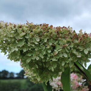 HYDRANGEA paniculata 'Grandiflora'