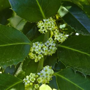 ILEX koehana 'Chesnut Leaf'