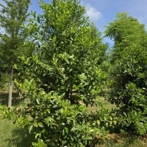 ILEX castaneifolia