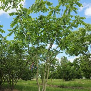 JUGLANS ailantifolia