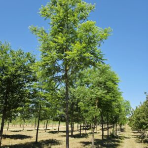 JUGLANS nigra