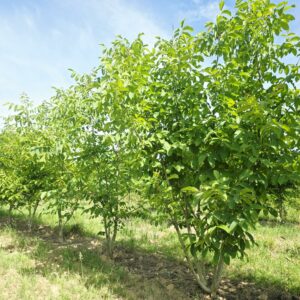 JUGLANS regia
