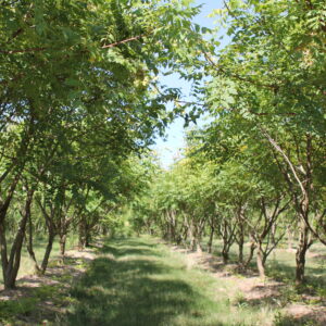 KOELREUTERIA paniculata