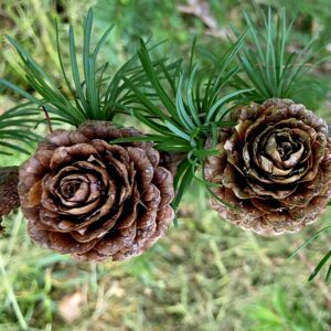 LARIX kaempferi