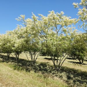 LIGUSTRUM ibota