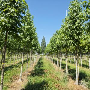 LIQUIDAMBAR styraciflua