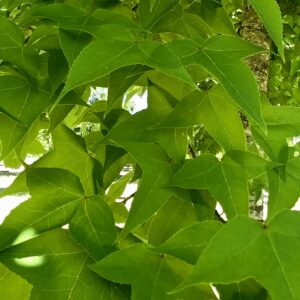 LIQUIDAMBAR formosana