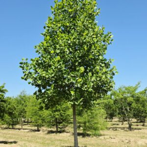 LIRIODENDRON tulipifera
