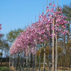 MAGNOLIA 'Heaven Scent'