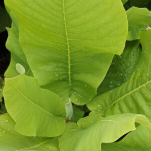 MAGNOLIA macrophylla
