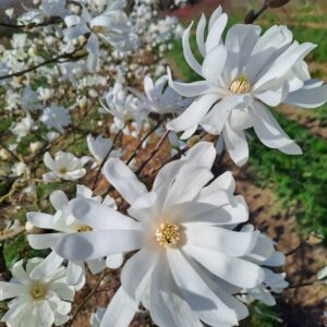 MAGNOLIA stellata