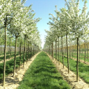 MALUS floribunda