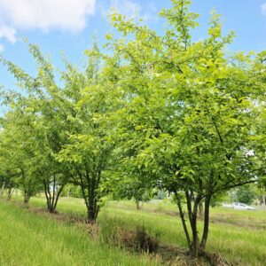 MALUS sieboldii