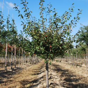 MALUS 'Professor Sprenger'