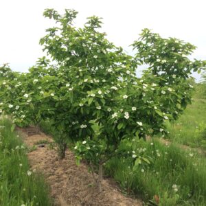 MESPILUS germanica