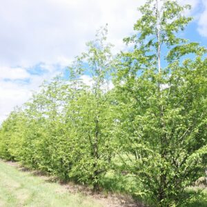 METASEQUOIA glyptostroboides