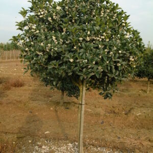 OSMANTHUS armatus