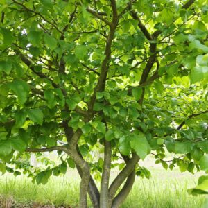 PARROTIA persica
