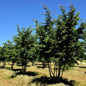 PARROTIA persica 'Vanessa'