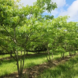PHELLODENDRON amurense
