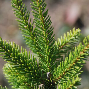 PICEA orientalis