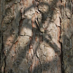 PINUS nigra laricio