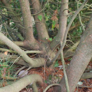 PINUS mugo