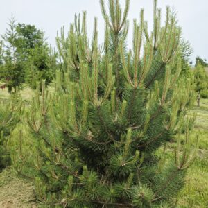 PINUS nigra austriaca