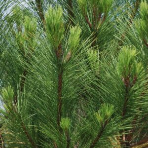 PINUS nigra 'Salzmannii'